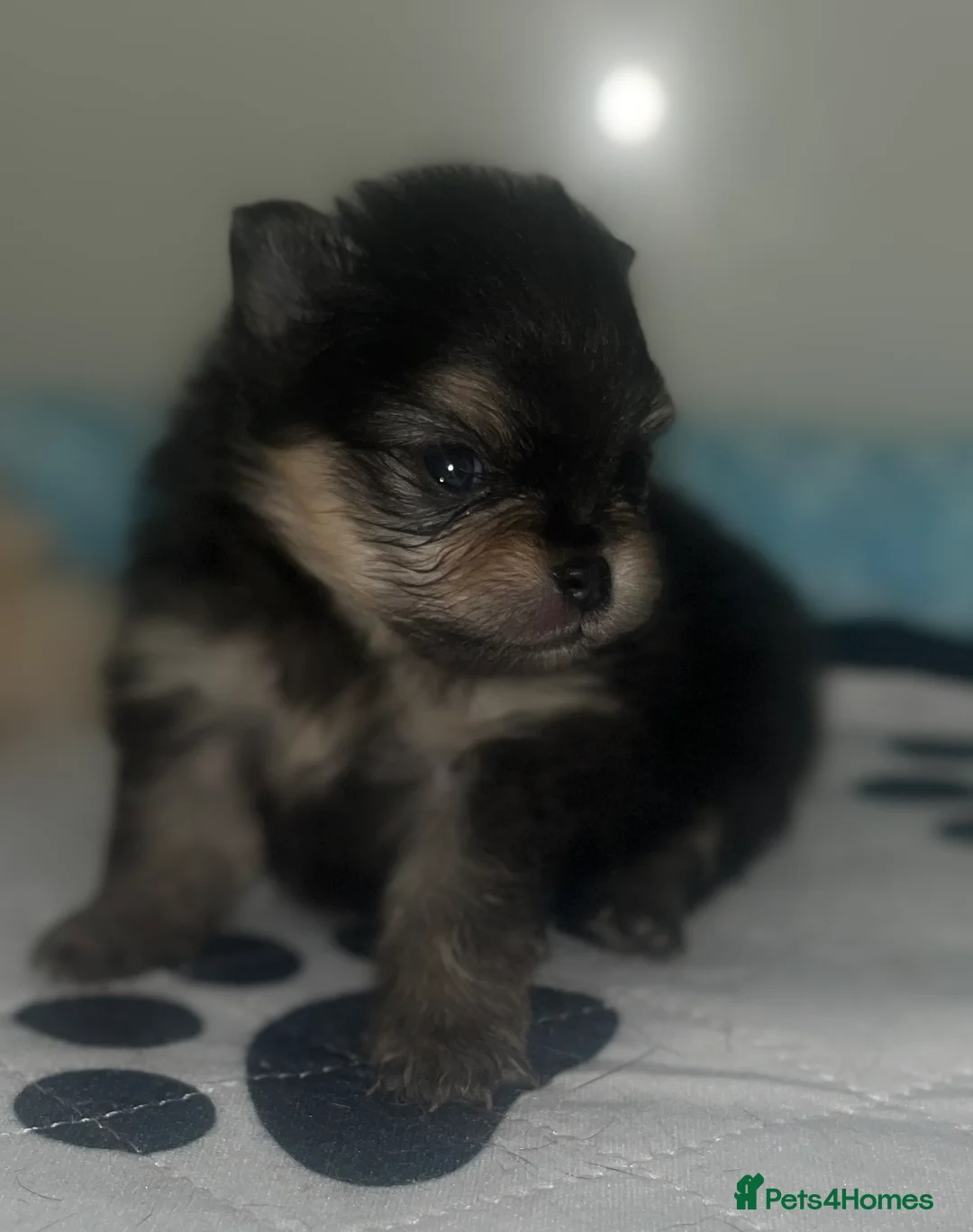 Pomeranian dogs for sale: 2 stunning Pomeranian boys available. - Advert 10