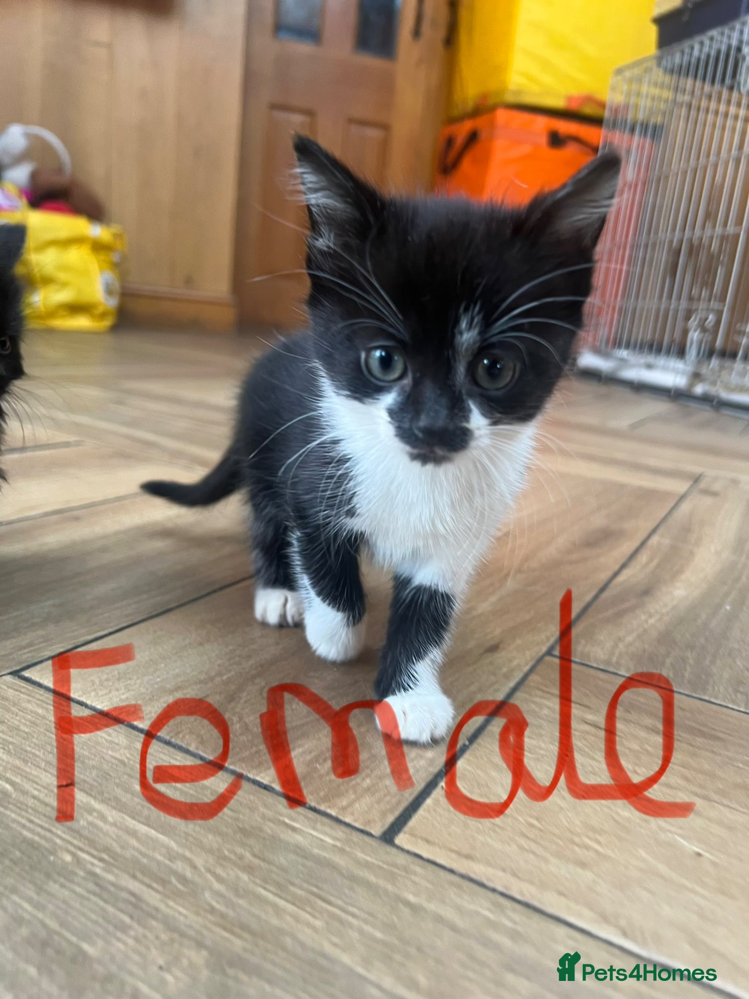 British Shorthair cats Kittens x6  - Advert 2