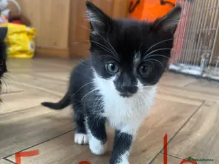 British Shorthair cats Kittens x6 - Advert 2