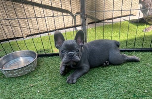 French Bulldog dogs - Advert 12