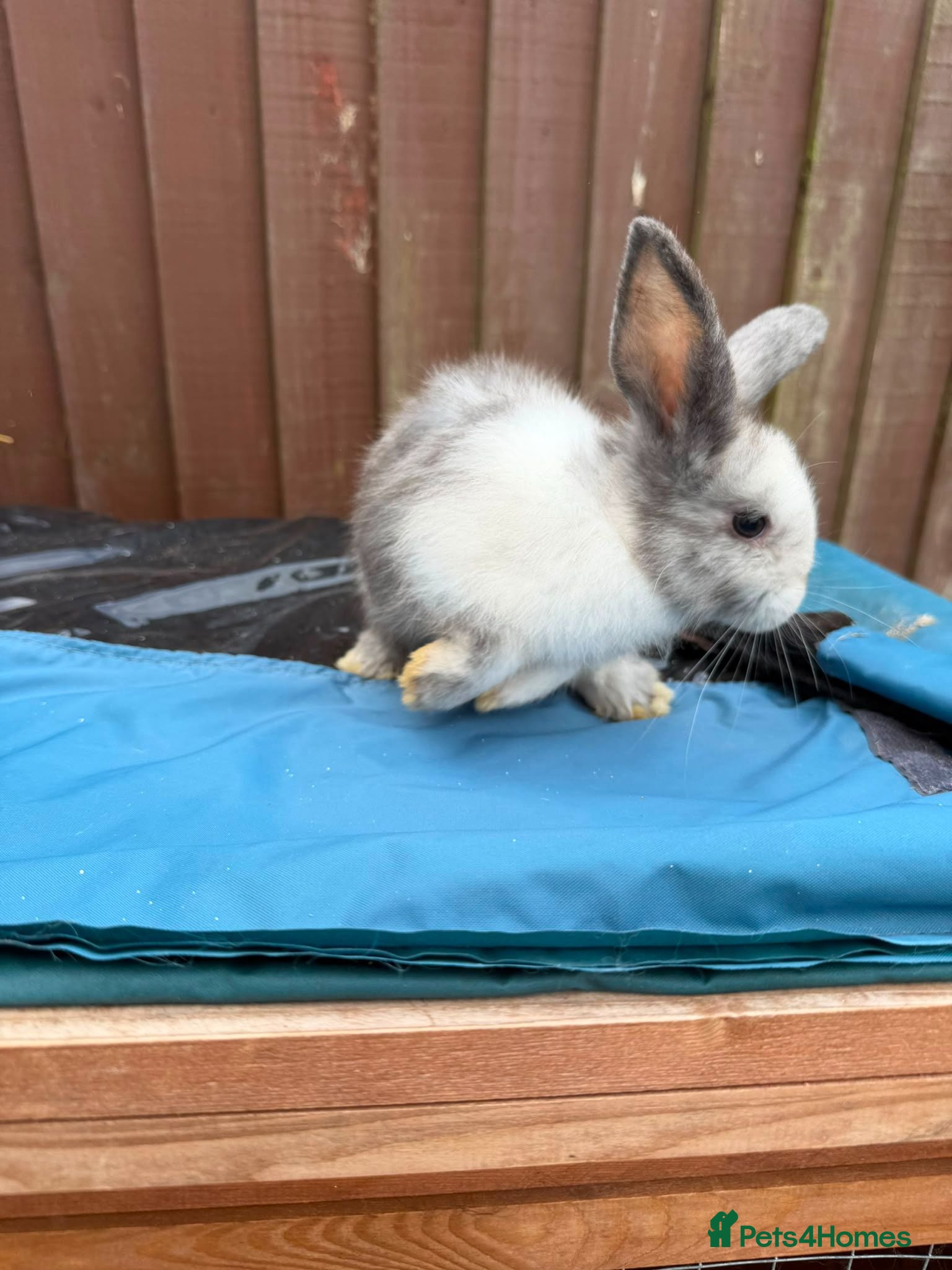 Mini Lop rabbits 3 x Mini Lop X angora Boys available to leave - Advert 2