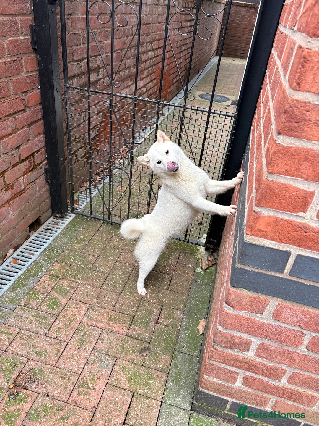 Japanese Shiba Inu dogs for sale: KC Registered Female Shiba - Advert 7