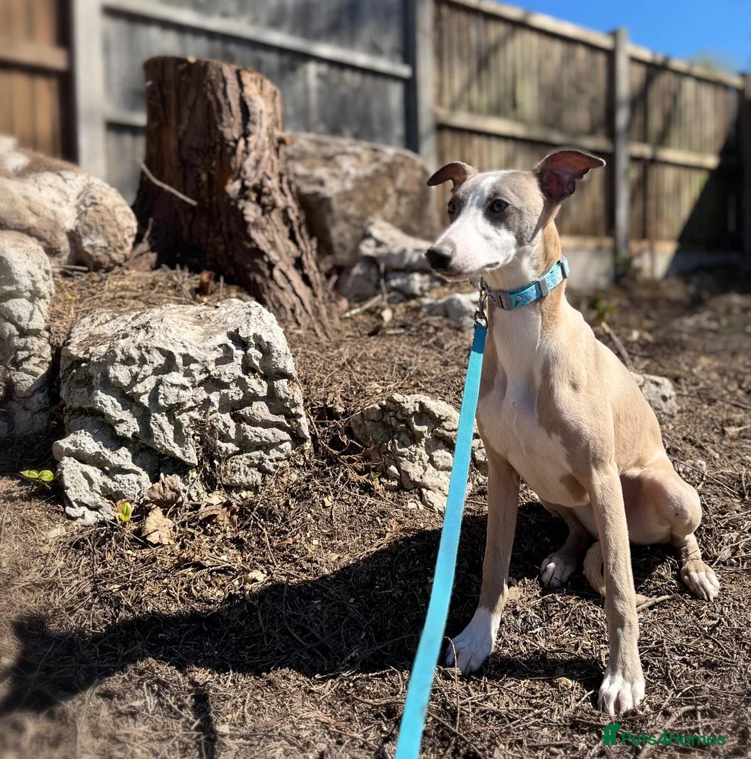 Whippet dogs for sale: Whippet boys for sale  in Wolverhampton - Advert 12