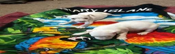 Jack Russell dogs for sale: Parson jack russles 1 boy left  - Advert 7