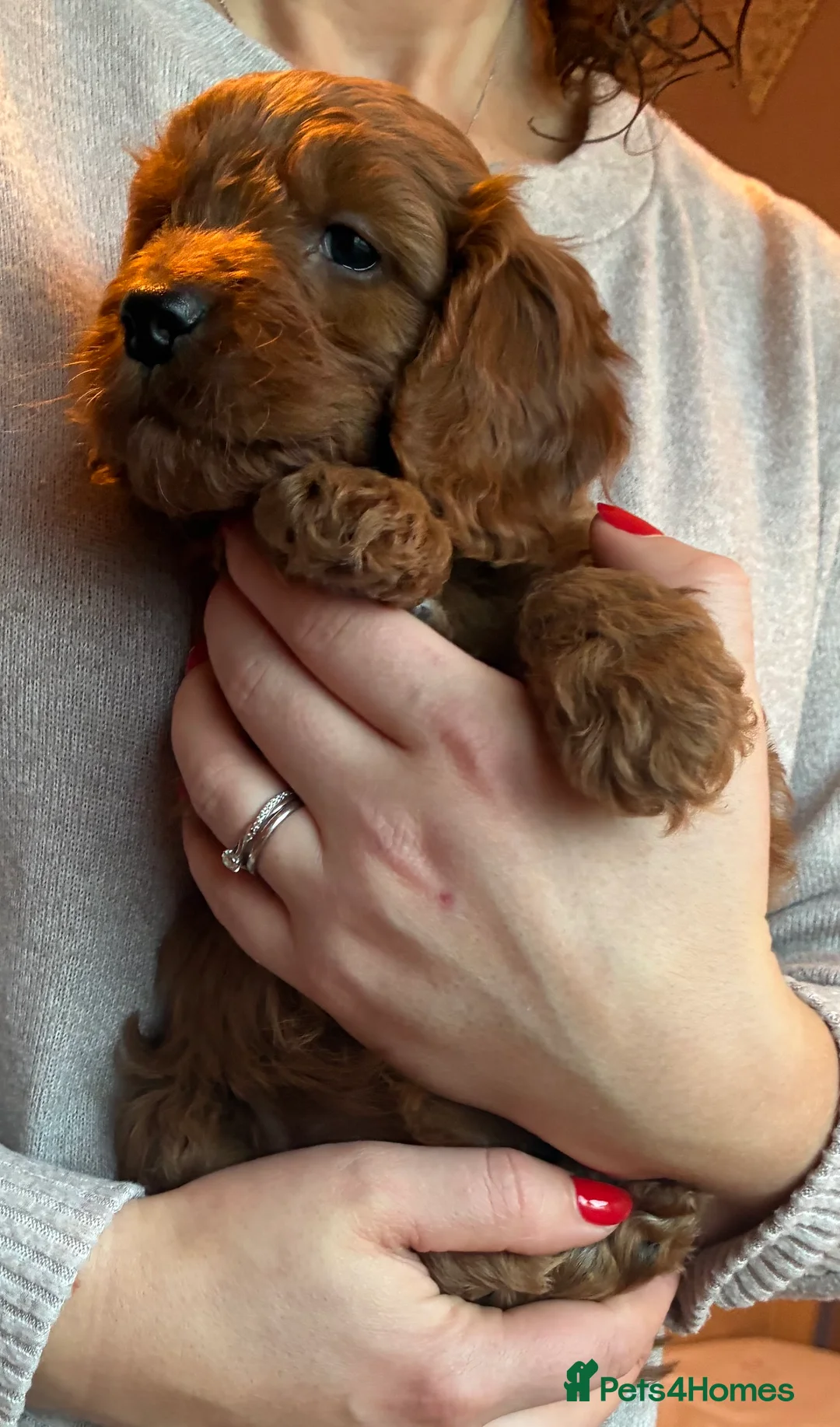 Cockapoo dogs for sale: Cockerpoo puppies  - Advert 6