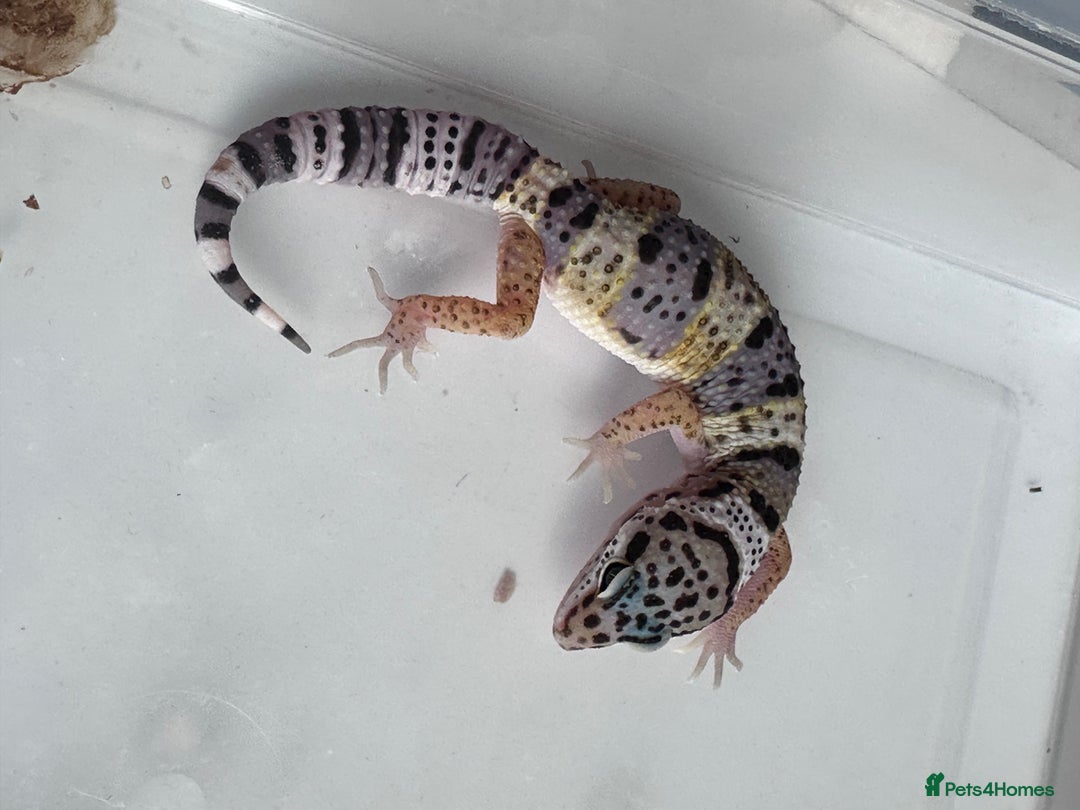 Corn Snake reptiles for sale: Corn snakes and leopard geckos babies - Image 4