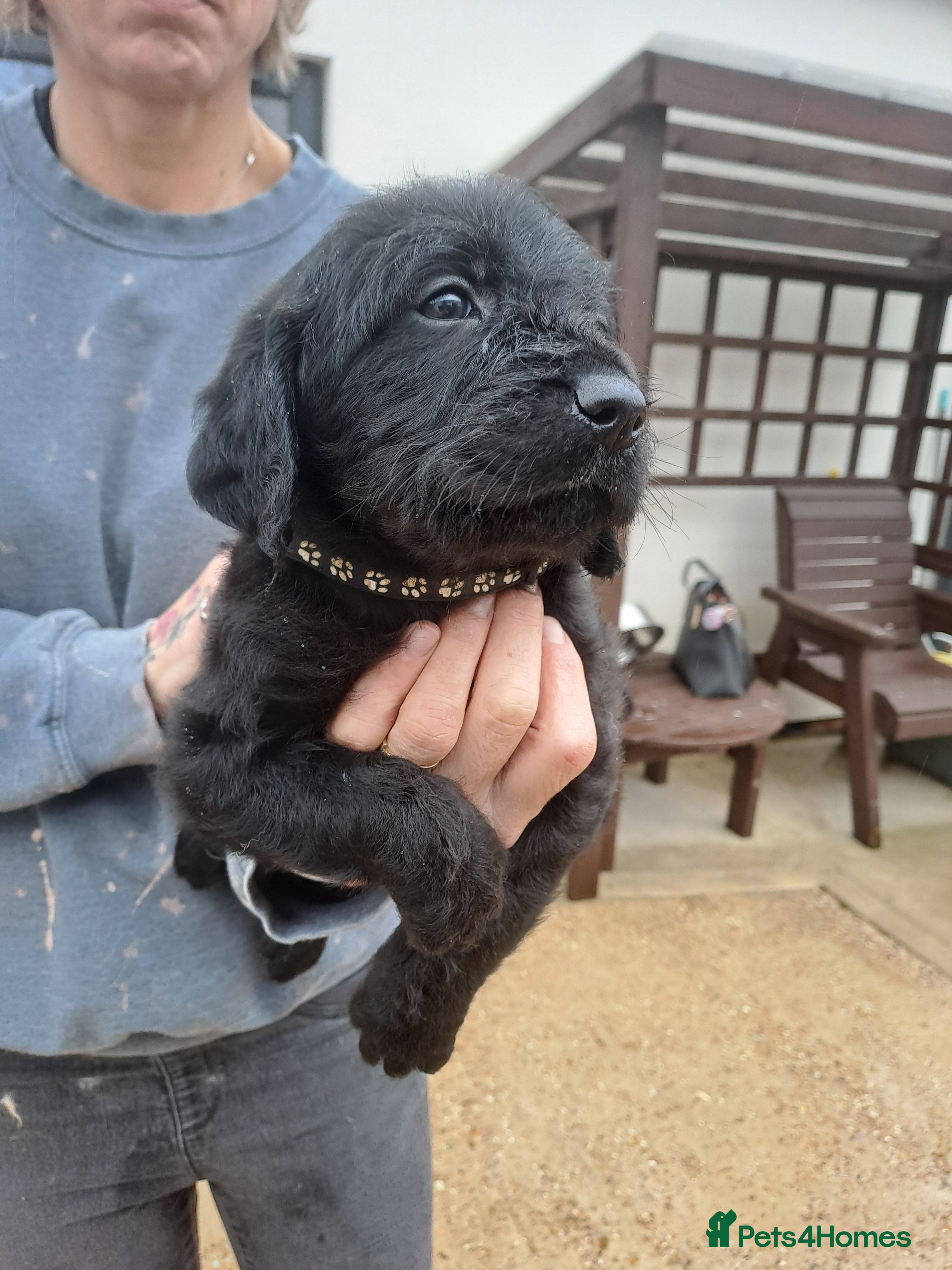 Labradoodle dogs F1 Standard Labradoodle pups - Advert 15