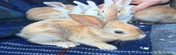 Mini Lop rabbits for sale: Mixed litter of lop x Dutch bunnies for sale - Advert 11