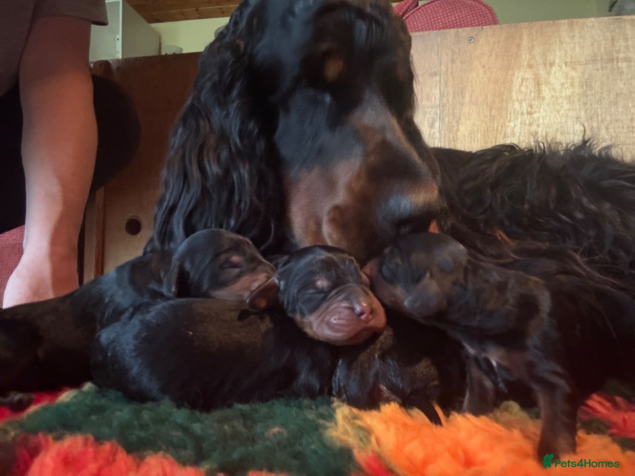 Gordon Setter dogs Two gorgeous Gordon Setter Bitches   - Advert 3