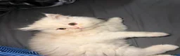 Persian cats for sale: PURE Persian kittens in rare color  - Advert 9