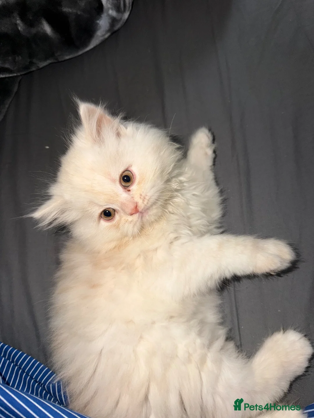 Persian cats for sale: PURE Persian kittens in rare color  - Advert 9