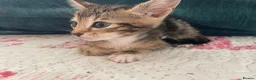 Mixed Breed cats for sale: Siamese x Maine coon kittens - Advert 26