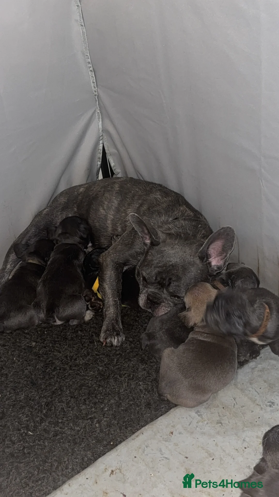 French Bulldog dogs for sale: Frenchie pups Ready on Friday - Advert 13