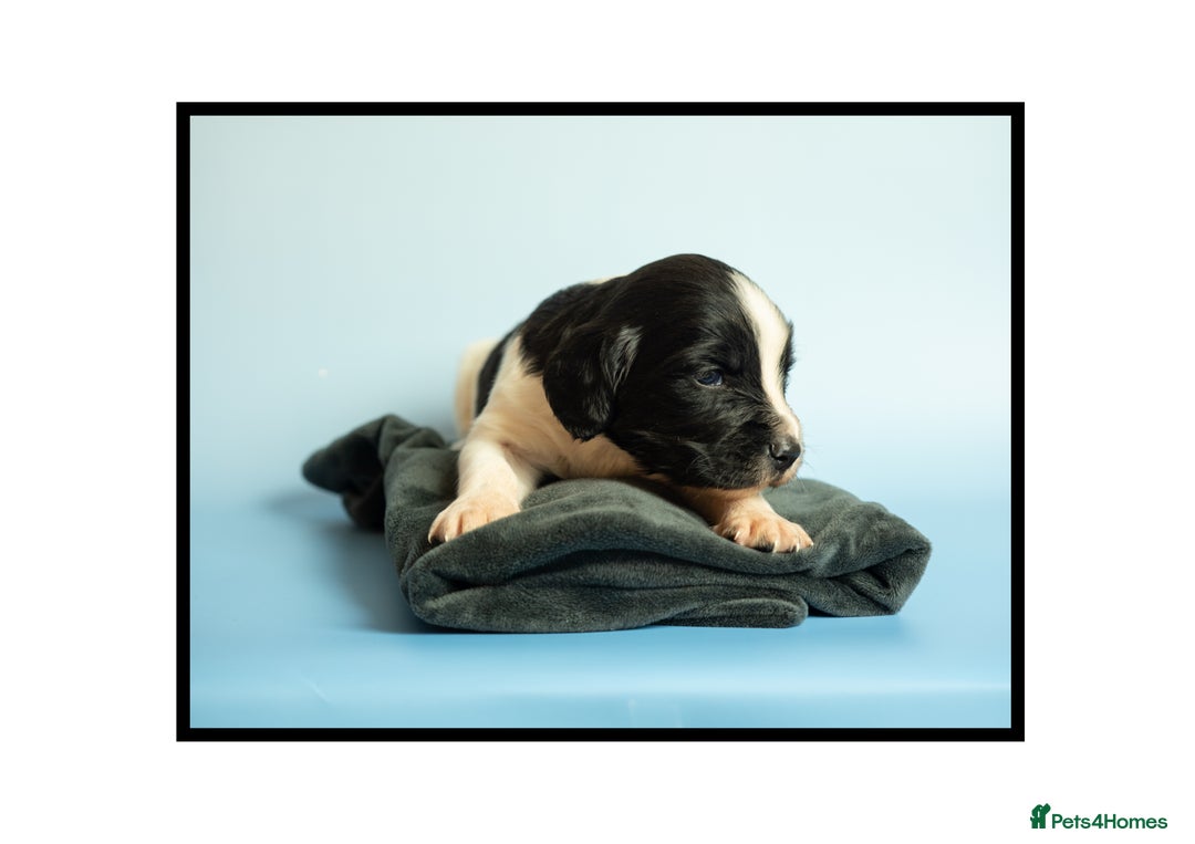 English Springer Spaniel dogs for sale: ✨ KC Registered Springer Spaniel Puppies ✨ - Advert 14