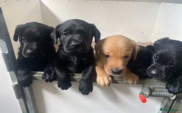 Labrador Retriever dogs - Advert 2