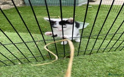 Mixed Breed cats for sale: Lovely kittens  - Image 7