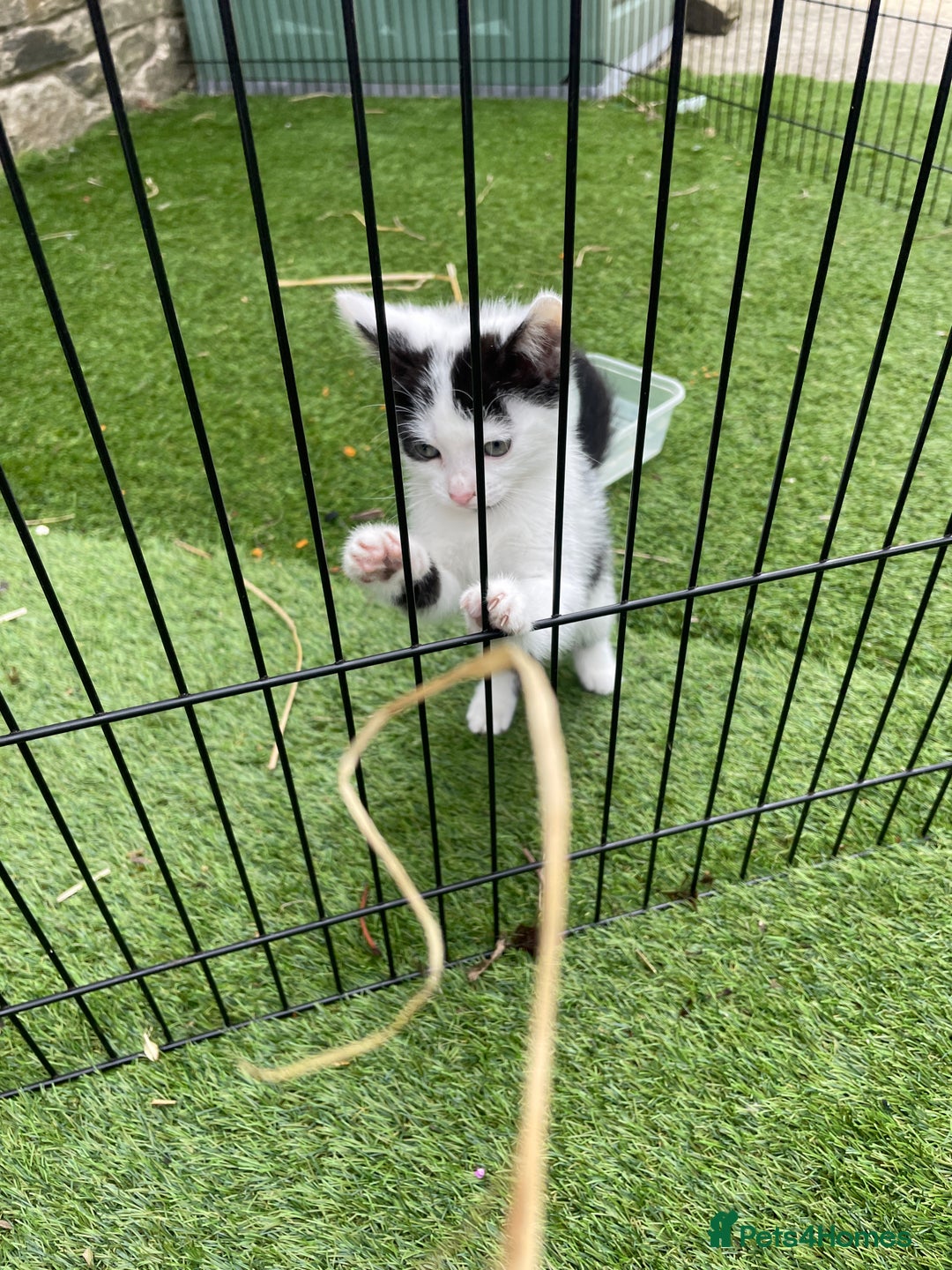 Mixed Breed cats for sale: Lovely kittens  - Image 7