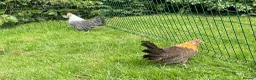 Chickens poultry for sale: Silver and gold Campine hens - Advert 4