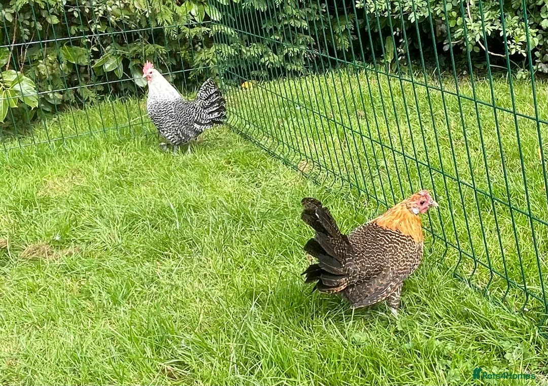 Chickens poultry for sale: Silver and gold Campine hens - Advert 4