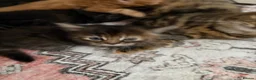 Mixed Breed cats for sale: Beautiful sociable fluff balls - Advert 7