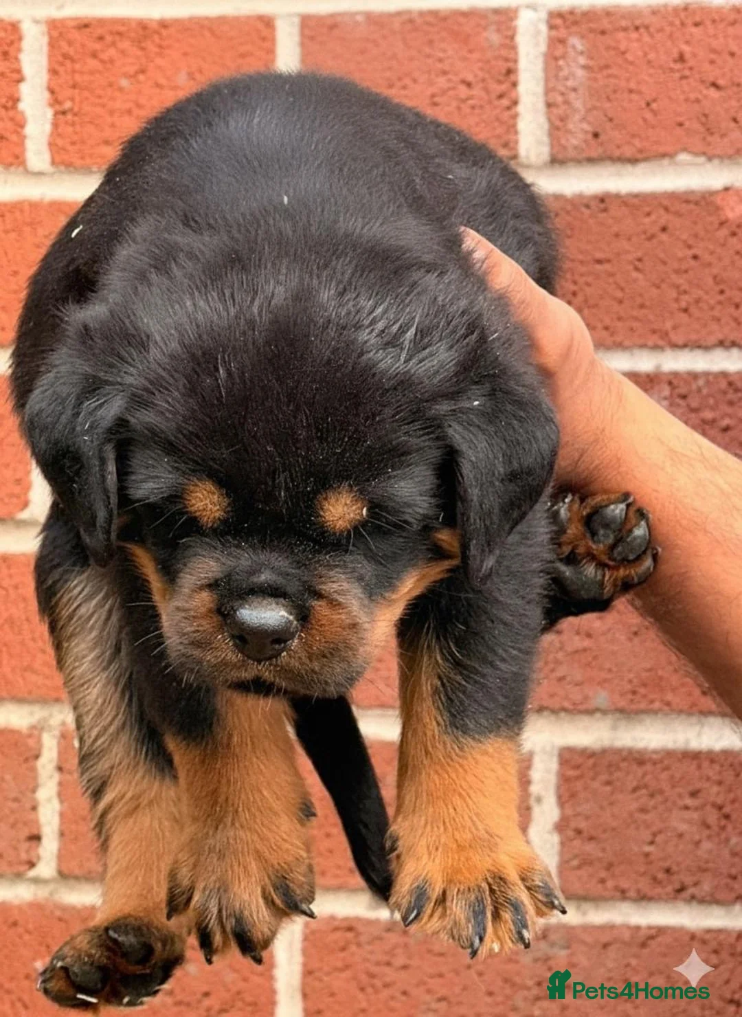 Rottweiler dogs for sale: Top quality kc pups for sale timitor X edelstein - Advert 16