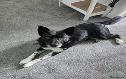 Mixed Breed dogs for adoption: Freckles is ready to find a family! - Image 4