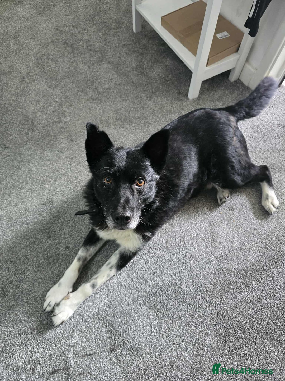 Mixed Breed dogs for adoption: Freckles is ready to find a family! - Image 4