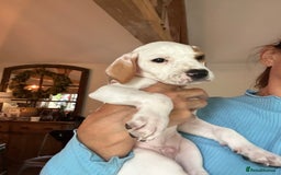 Pointer dogs for sale: KC reg Pointer Puppy - Image 19