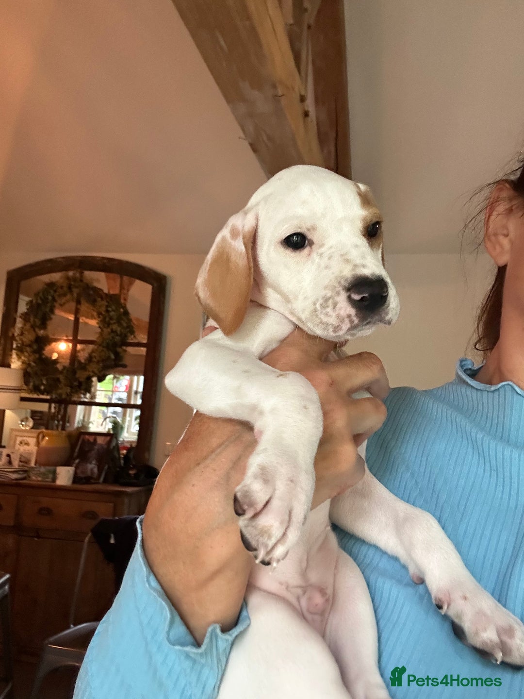 Pointer dogs for sale: KC reg Pointer Puppy - Image 19