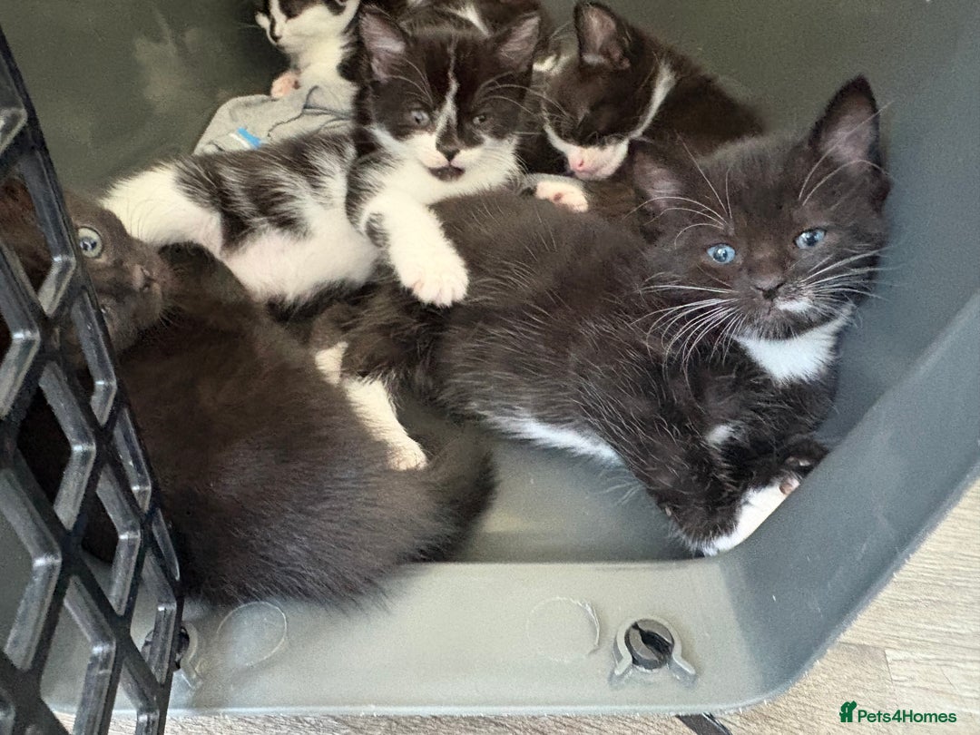 Turkish Van cats for sale: Black and white kittens last boy left  - Image 37