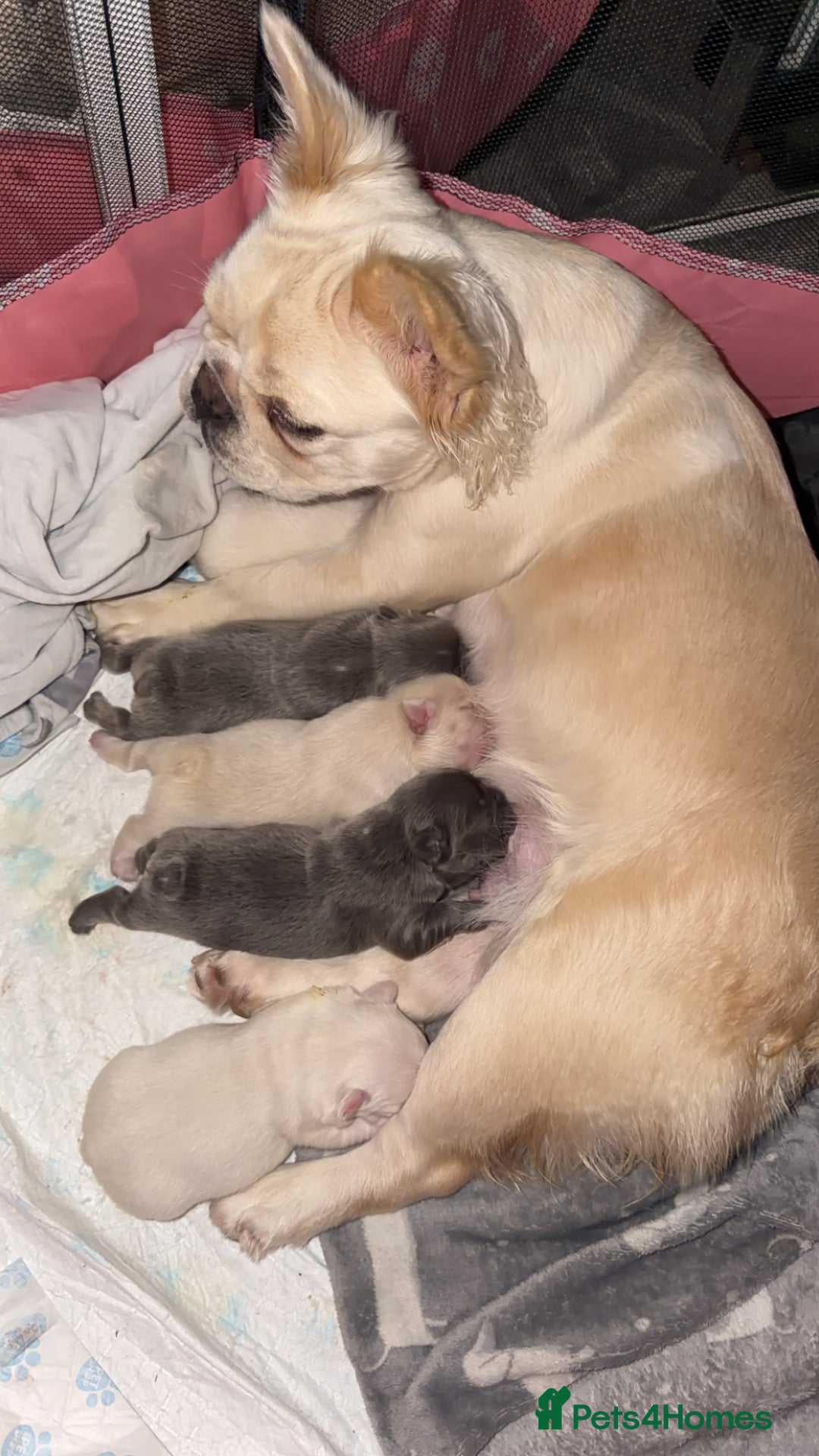 French Bulldog dogs for sale: Full visual outstanding fluffy frenchies - Advert 33