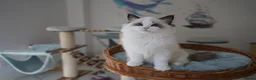 Ragdoll cats for sale: TICA register kittens - Advert 8