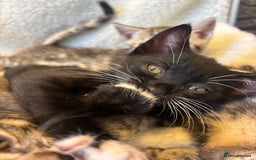 Scottish Fold cats for sale: Adorable Scottish Straight Kittens 💞 - Image 5