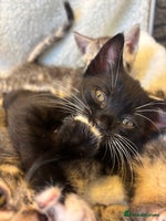 Scottish Fold cats - Advert 7