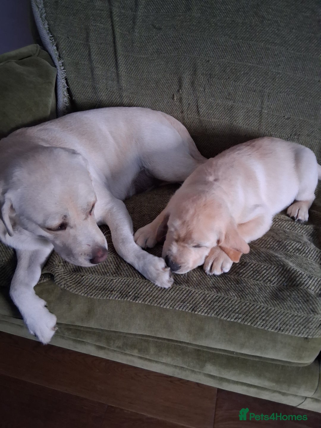 Labrador Retriever dogs for sale: Two handsome boys avaliable now - Image 6