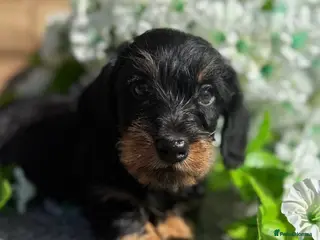 Miniature Dachshund dogs 🩷Beautiful Mini Wire Haired Dachshund Puppies🧡 - Advert 7