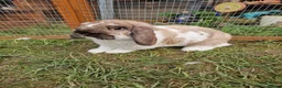 Dwarf Lop rabbits for sale: Dwarf lop/big mini lop rabbit boy - Advert 5