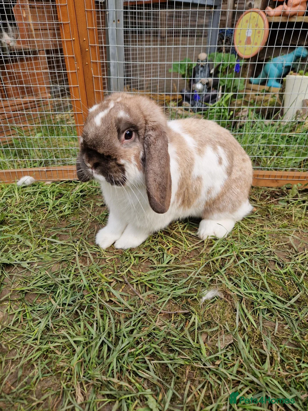 Dwarf Lop rabbits for sale: Dwarf lop/big mini lop rabbit boy - Advert 5
