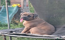 Cane Corso dogs for stud: Cane corso for stud  - Image 5