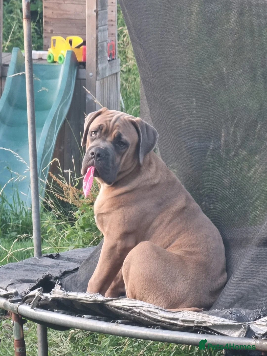 Cane Corso dogs for stud: Cane corso for stud  - Advert 5