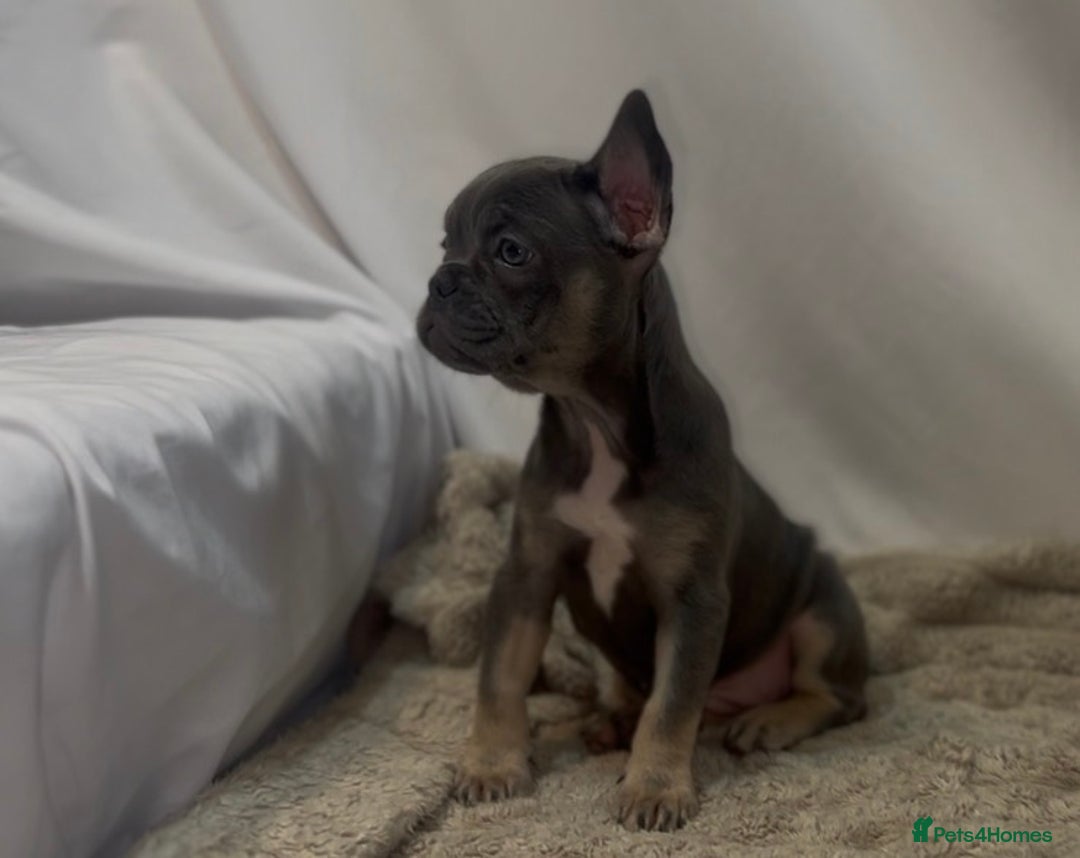 French Bulldog dogs for sale: 💕🐾 Stunning French bulldogs 🐾💕 - Advert 35