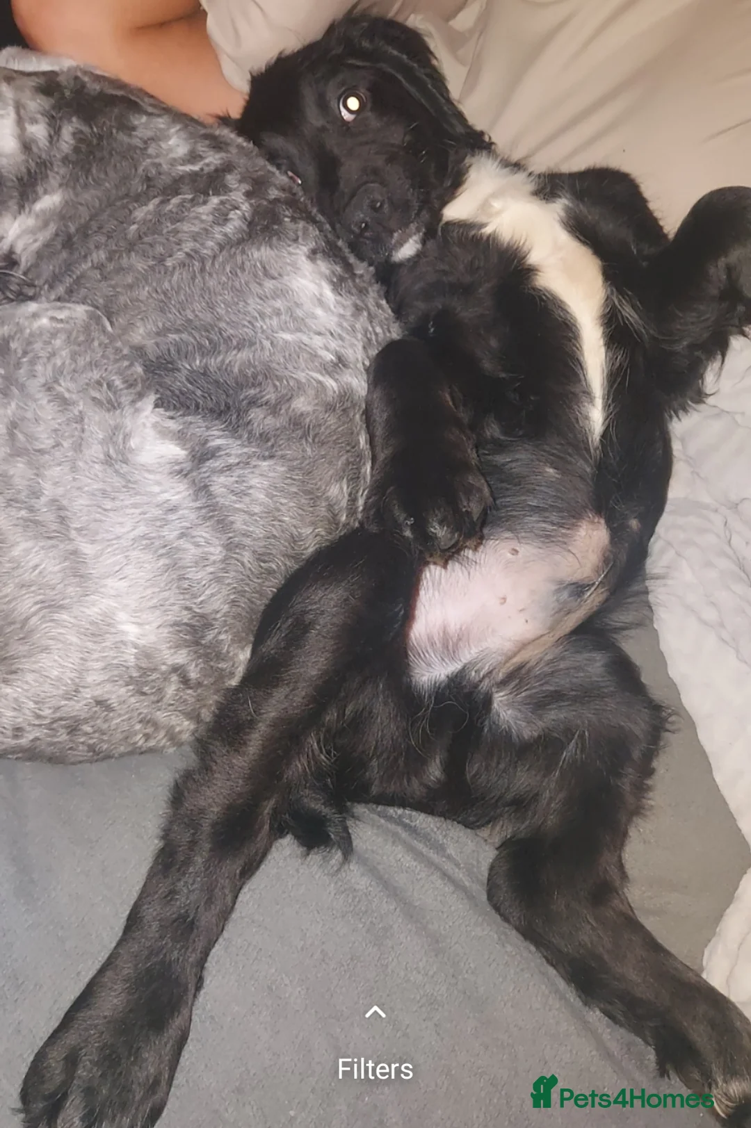 Sprocker dogs for sale: F1 SPROCKER SPANIELS ( 1 BOY LEFT )  - Advert 3