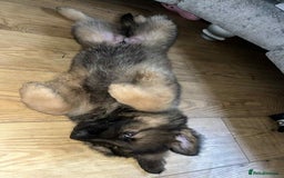 German Shepherd dogs for sale: Beautiful German shepherd boy - Image 5