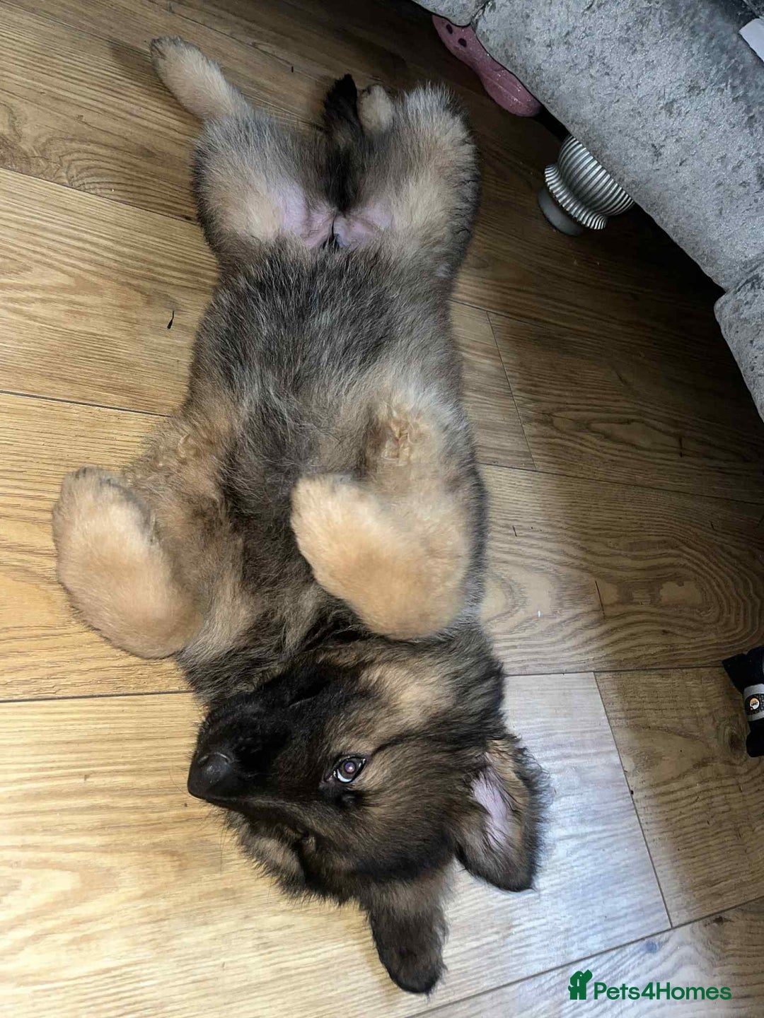 German Shepherd dogs for sale: Beautiful German shepherd boy - Image 5