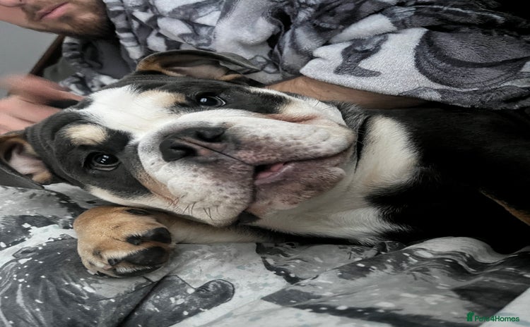 English Bulldog dogs - Advert 5