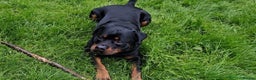 Rottweiler dogs for sale: KC rottweiler male  - Advert 5
