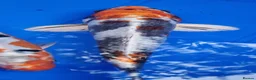Koi Carp fish for sale: Small Medium & Large Koi Pond Fish in Chorley Carp - Advert 1