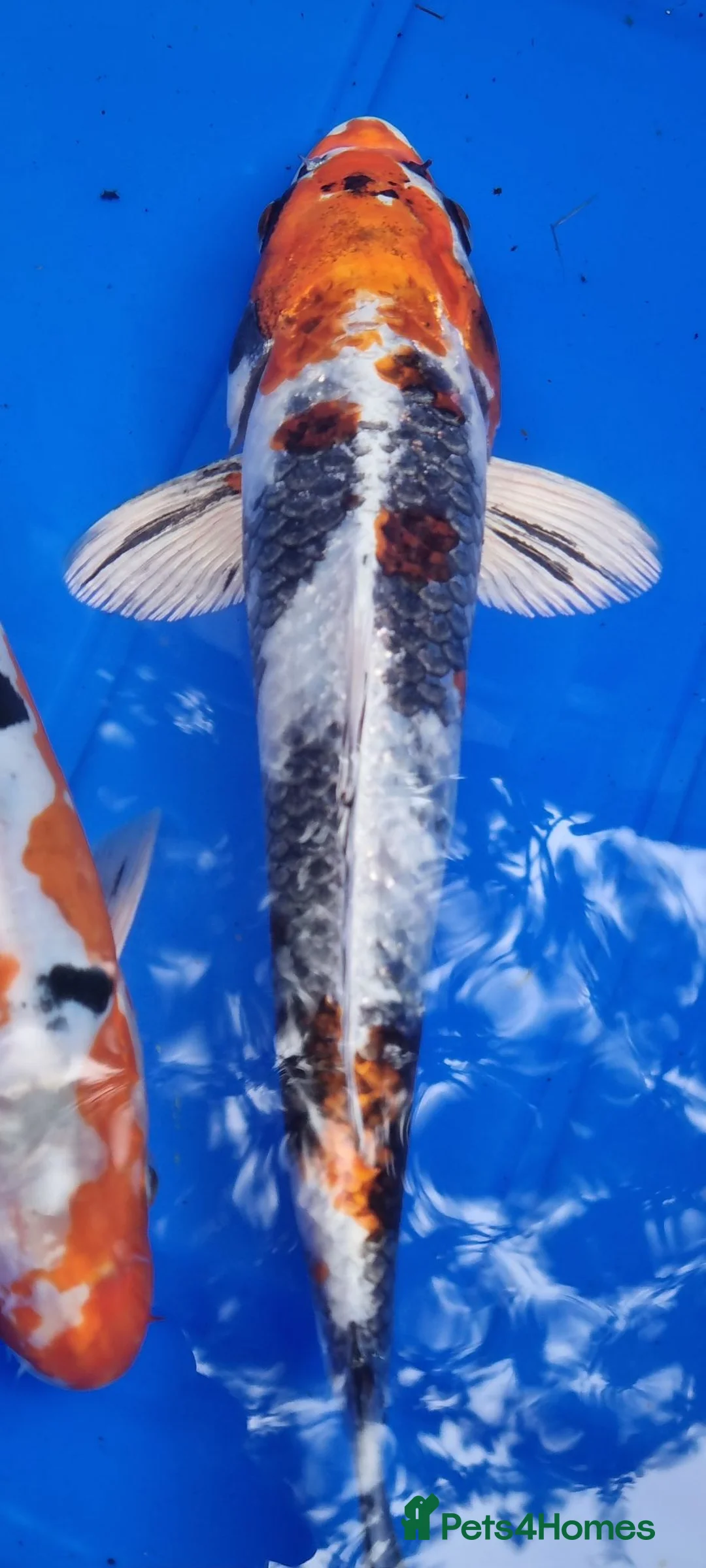 Koi Carp fish for sale: Small Medium & Large Koi Pond Fish in Chorley Carp - Advert 1