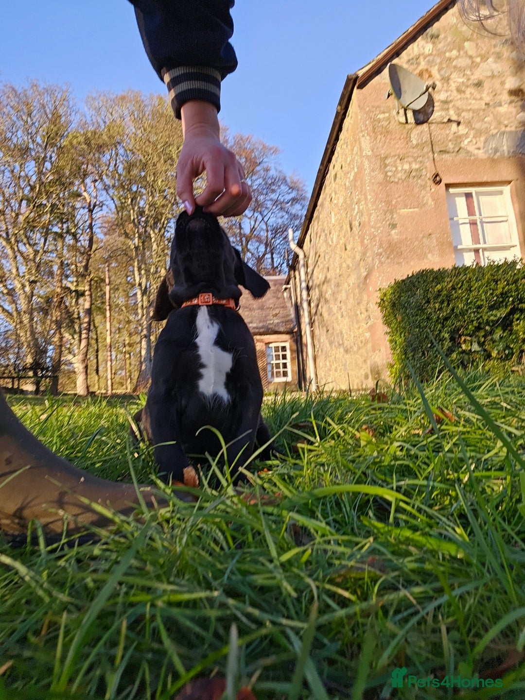 Labrador Retriever dogs for sale: Black labrador x gwp puppies working or pet homes - Advert 16