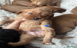 Cockalier dogs for sale: Cockalier puppies for sale  - Image 6